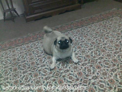 liza Dişi Pug