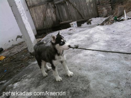 astra Dişi Sibirya Kurdu (Husky)