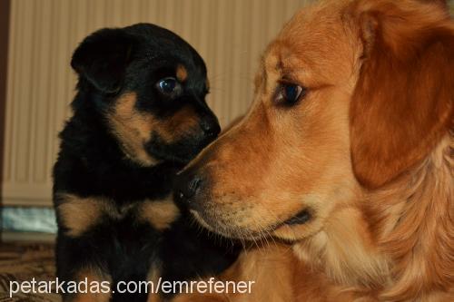 vincent Erkek Golden Retriever