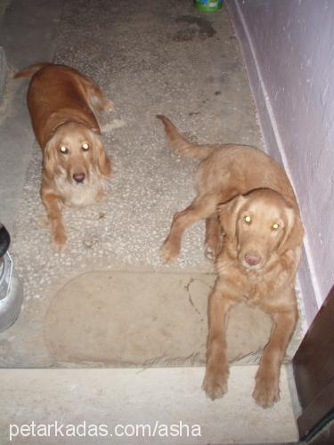 asha Dişi Golden Retriever