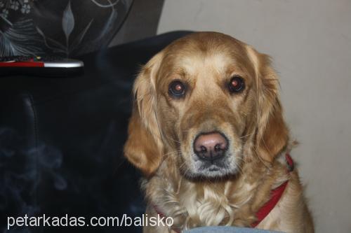 bal Dişi Golden Retriever