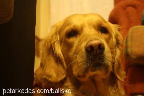 bal Dişi Golden Retriever