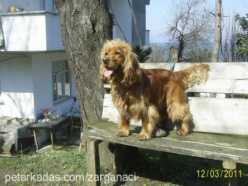 paşa Erkek Amerikan Cocker Spaniel