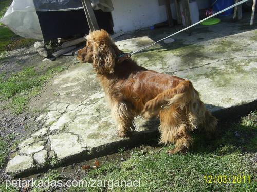 paşa Erkek Amerikan Cocker Spaniel