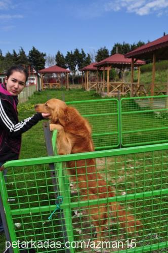 müdür Erkek Golden Retriever