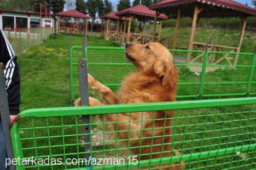 müdür Erkek Golden Retriever