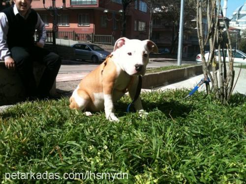 rex Erkek Amerikan Staffordshire Terrier