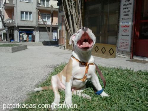 rex Erkek Amerikan Staffordshire Terrier