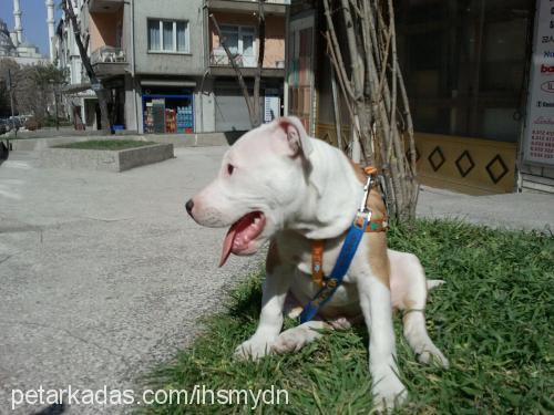 rex Erkek Amerikan Staffordshire Terrier