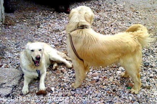 tekila Dişi Golden Retriever