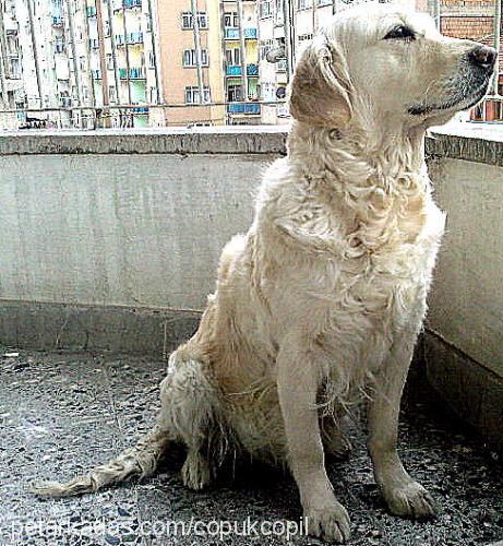 tekila Dişi Golden Retriever