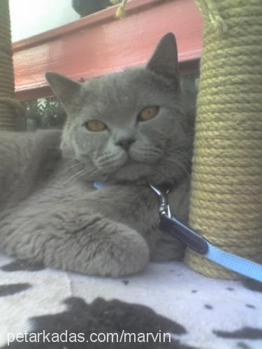 bysmoky Erkek British Shorthair