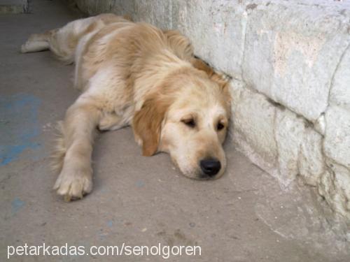 Şanslı Dişi Golden Retriever