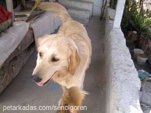 Şanslı Dişi Golden Retriever