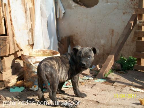 efes Erkek Amerikan Pitbull Terrier