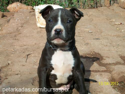 efes Erkek Amerikan Pitbull Terrier