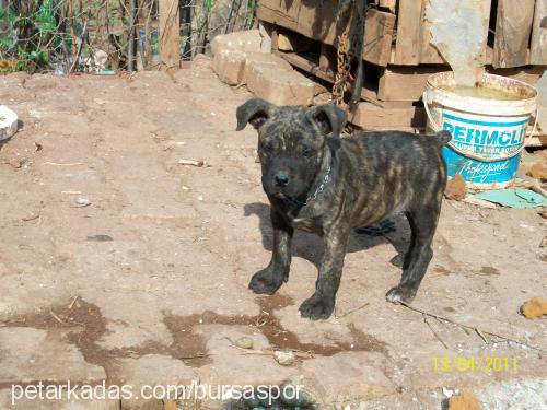 efes Erkek Amerikan Pitbull Terrier