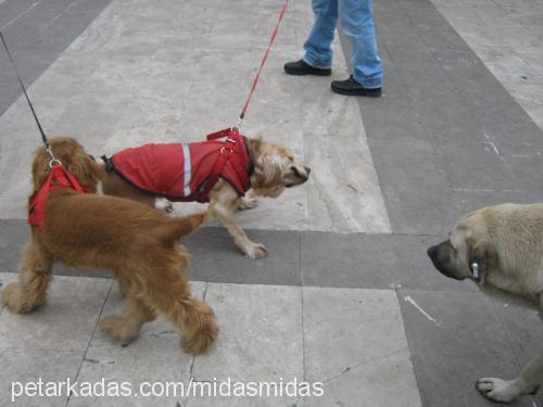 midas Erkek İngiliz Cocker Spaniel