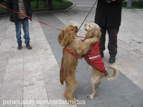 midas Erkek İngiliz Cocker Spaniel