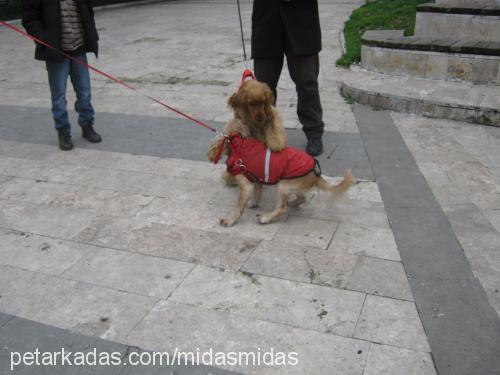 midas Erkek İngiliz Cocker Spaniel