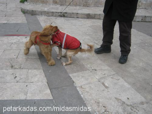 midas Erkek İngiliz Cocker Spaniel