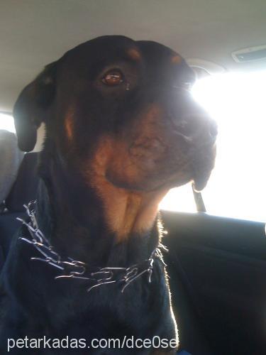 hera Dişi Rottweiler