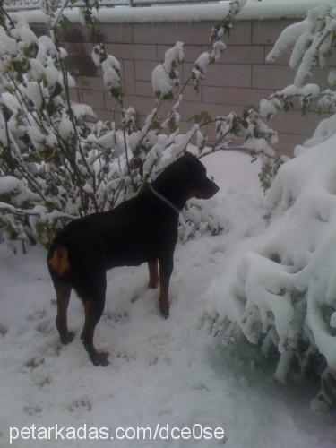 hera Dişi Rottweiler