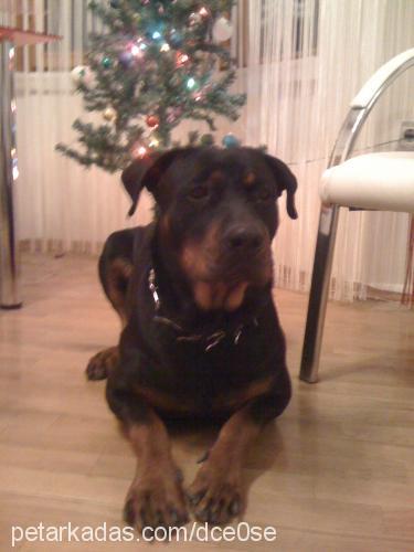 hera Dişi Rottweiler