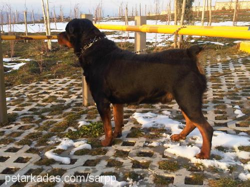 paşa Erkek Rottweiler