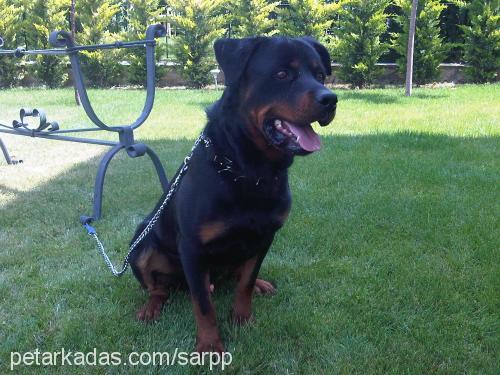 paşa Erkek Rottweiler