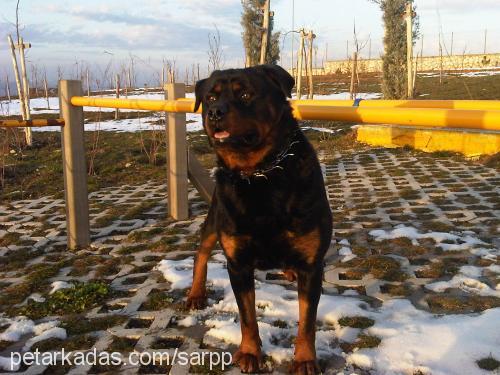 paşa Erkek Rottweiler