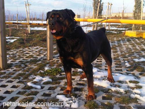 paşa Erkek Rottweiler