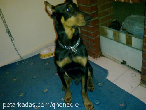 ares Erkek Doberman Pinscher