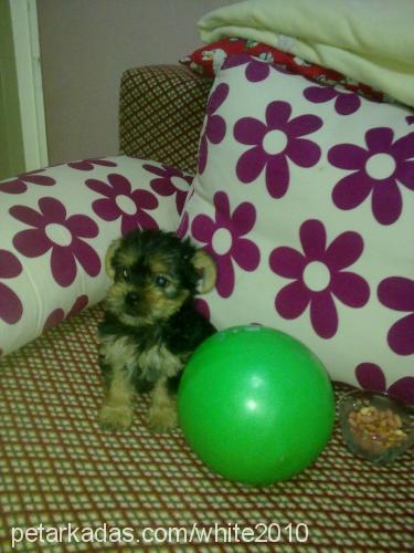 zeytin Dişi Yorkshire Terrier