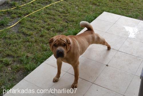 charlie Erkek Çin Shar-Pei