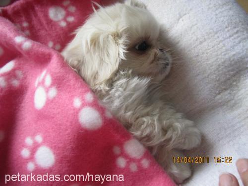 maya Dişi Pekingese