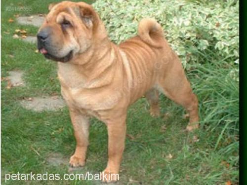 balki Erkek Çin Shar-Pei