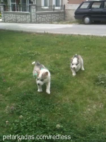 coyss Dişi Sibirya Kurdu (Husky)