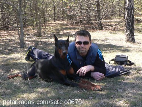 harmani-stella Dişi Doberman Pinscher