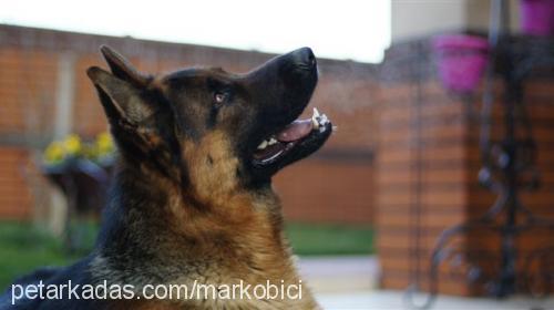 marko Erkek Alman Çoban Köpeği