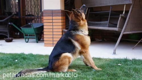 marko Erkek Alman Çoban Köpeği