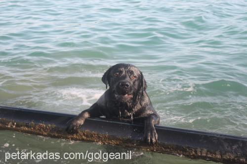 gölge Erkek Labrador Retriever