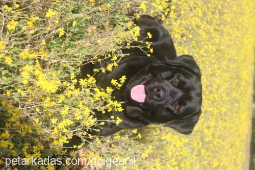 gölge Erkek Labrador Retriever