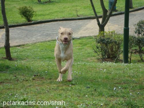 tina Dişi Amerikan Staffordshire Terrier