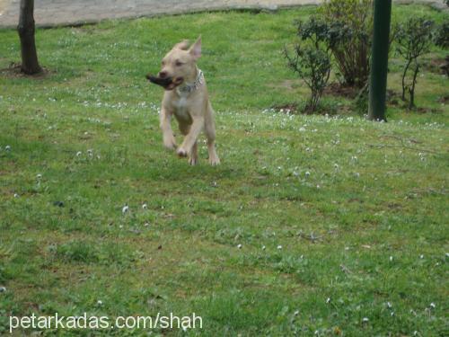 tina Dişi Amerikan Staffordshire Terrier