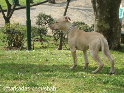 tina Dişi Amerikan Staffordshire Terrier