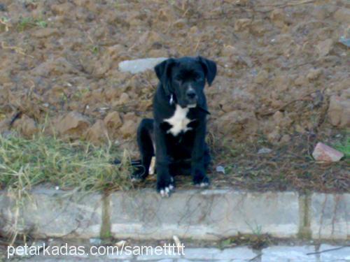 shila Dişi Mastiff