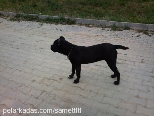 shila Dişi Mastiff