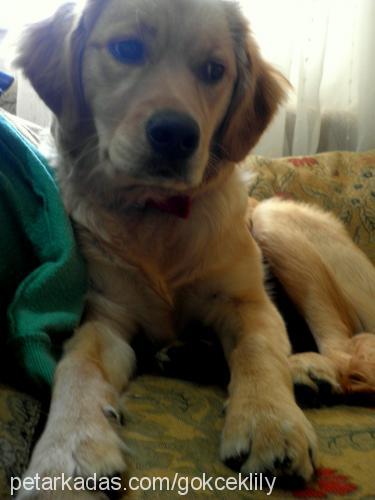 lily Dişi Golden Retriever