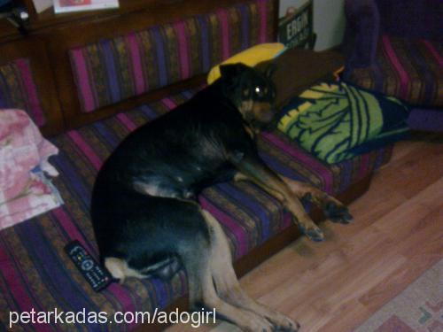 adolf Erkek Rottweiler